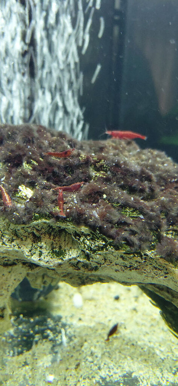 Red shrimps for sale!