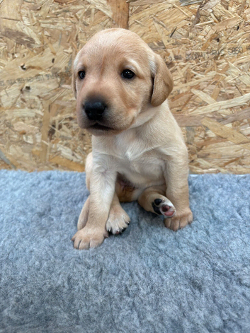 Labrador Puppies