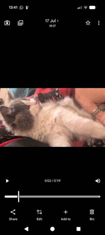 Snowshoe x British Longhair Kittens