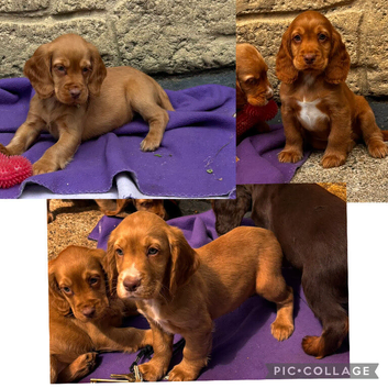 Cocker spaniel puppies