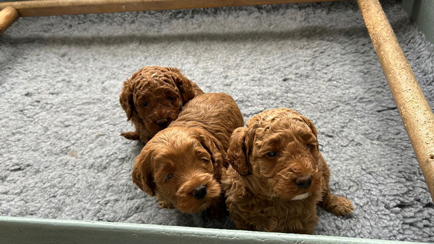 Adorable F1BB cockapoo boys for sale