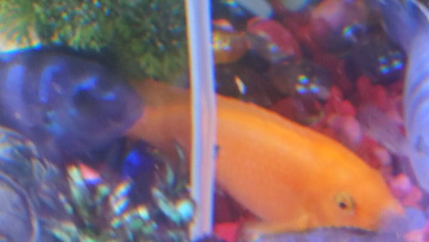 1 Red Zebra Cichlid