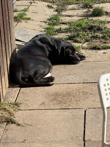 Pure Breed Cane Corso Puppy&rsquo;s