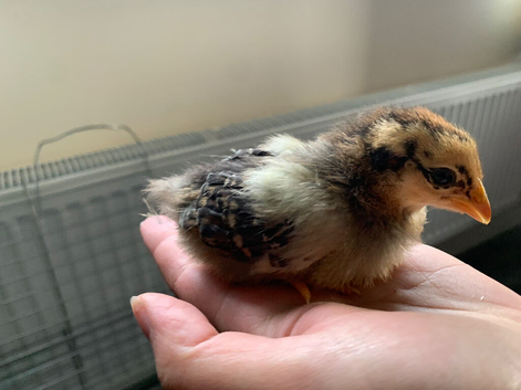 Wyandotte bantam chicks