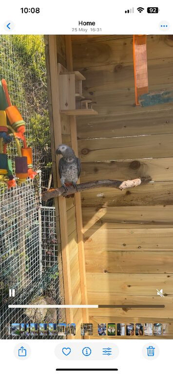 Female African grey