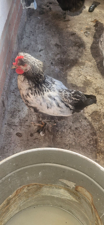 2 Rooster for sale