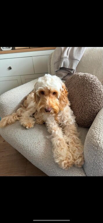 Male cockapoo