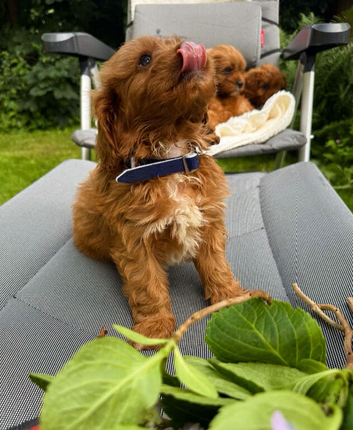 Fox red Cavapoo