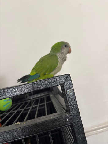 Semi tamed Quaker