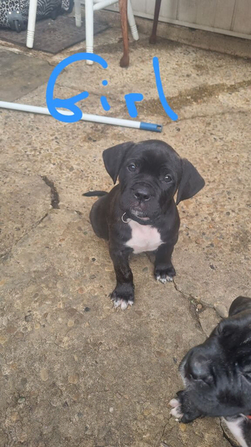 Cane corso X American bulldog