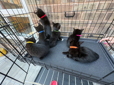 8 week old kittens