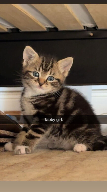 4 mixed tabby kittens for sale read the description for details on each