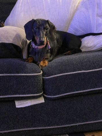 Dauchshund