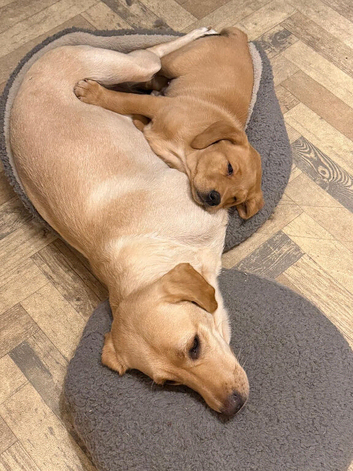 Labrador puppy