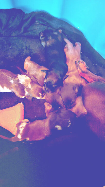 Mini brown tan dashound