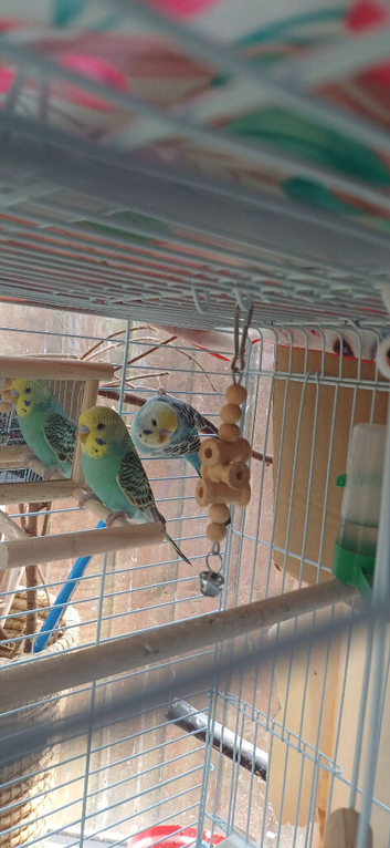 Pair of baby cocks