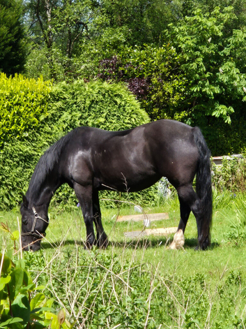 Sadly for sale 20yr old black reg section D mare