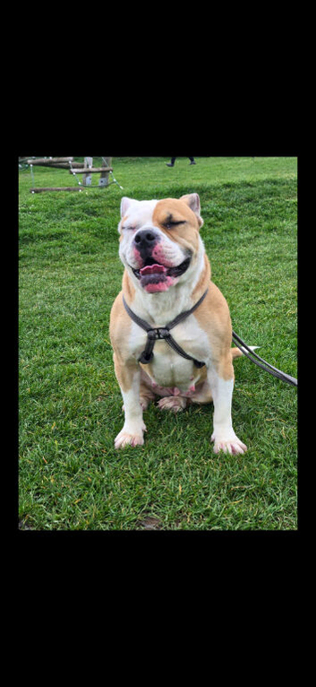 AMERICAN BULLDOG