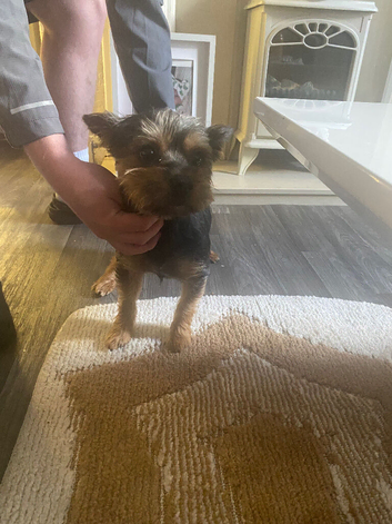 Yorkshire terrier boy