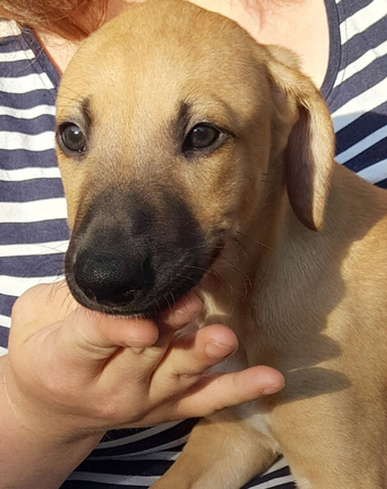 Stunning top quality lurcher puppies