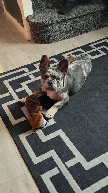 Male frenchie