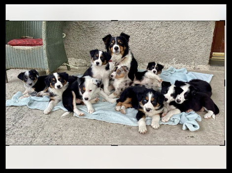 FULLY VACCINATED  Border Collie puppies Fully  ready to leave