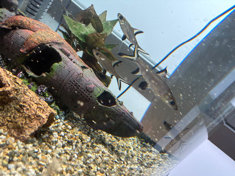 4 Bala sharks