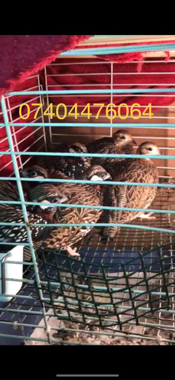 Kala teetar black Francolin