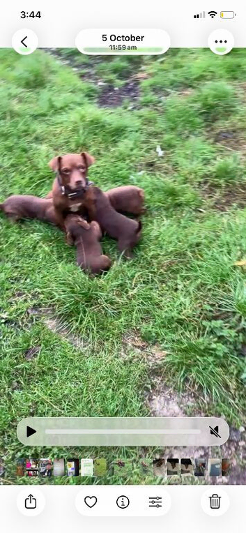 Chocolate Patterdale's
