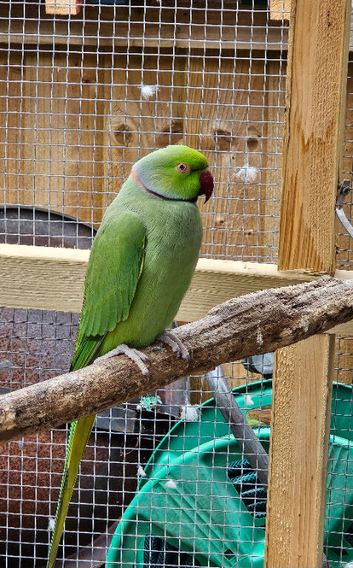 Ricky the Ringneck.