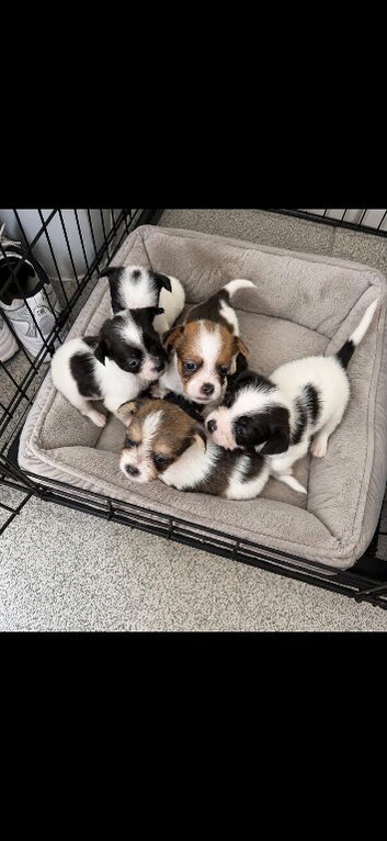 Beautiful puppy&rsquo;s