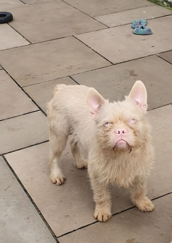 French bulldog floodle Pink and tan wire