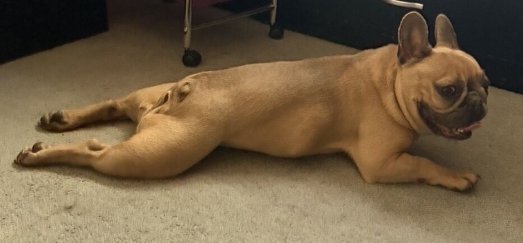 French bulldog to rehome