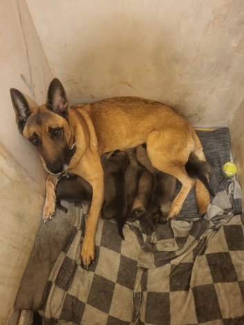 Pups for sale