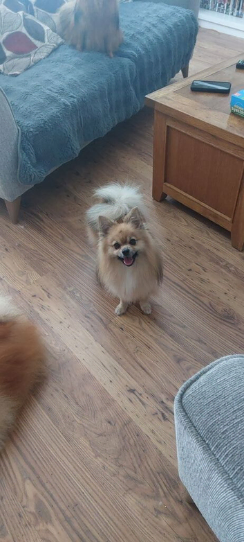 Pomchi stud available