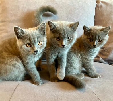 British shorthair