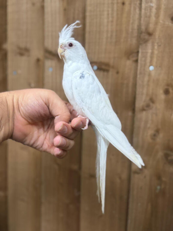 Baby cocktails