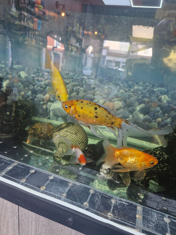 Fish for sale