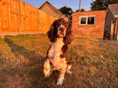 Sprocker spaniels puppies