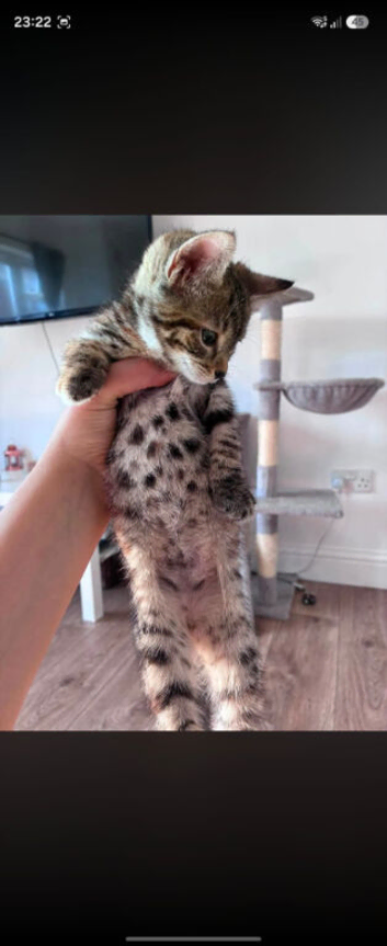 2 half bengal kittens