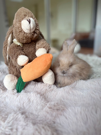 Beautiful Angora rabbits
