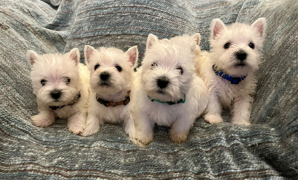 Full westies ready November