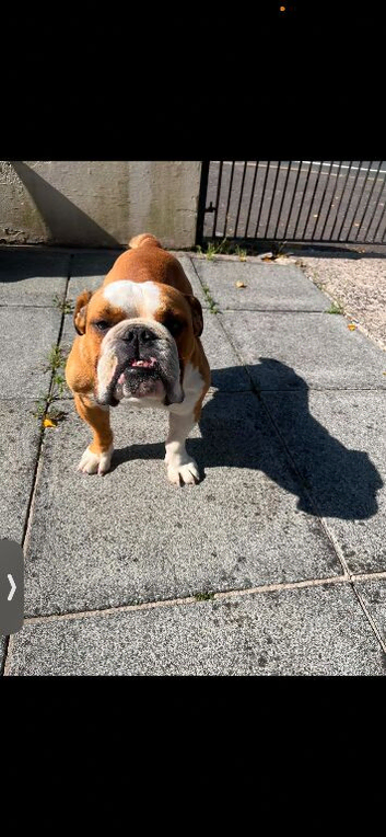 4 year old British bulldog for sale