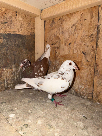 Racing pigeons