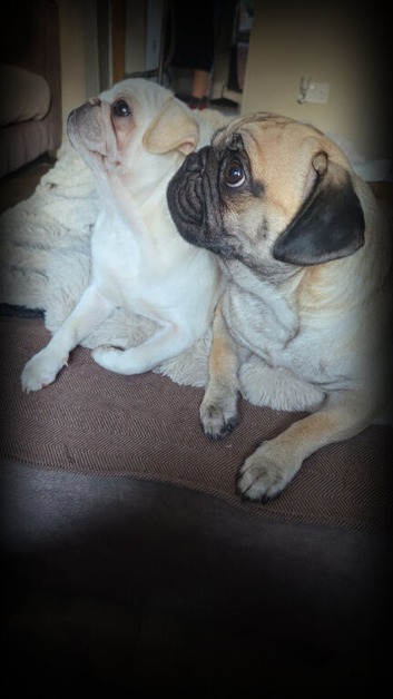 Pug puppies