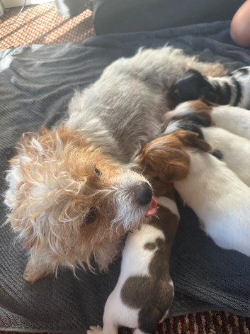 Jack Russel puppies