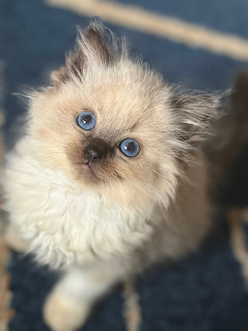 Pure beautiful ragdolls