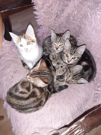 6 Kittens mixed breed