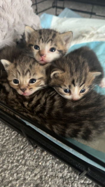 Stunning Tabby European Shorthairs