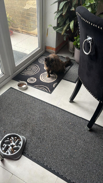 Loving 13-Year-Old Outdoor Cat Seeking a Peaceful Retirement Home